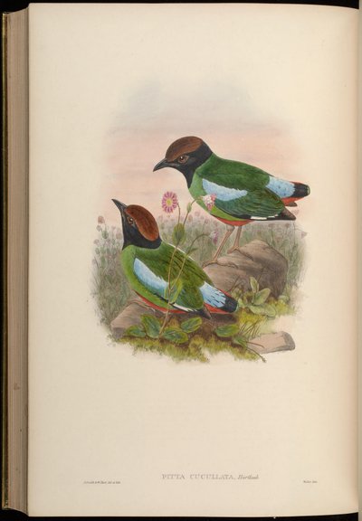 Pitta cucullata = Pitta sordida cucullata - John Gould
